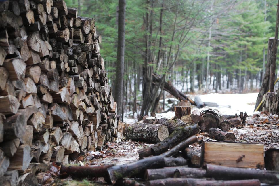 Free Image of Pile of stacked firewood logs in a serene wooded forest setting 