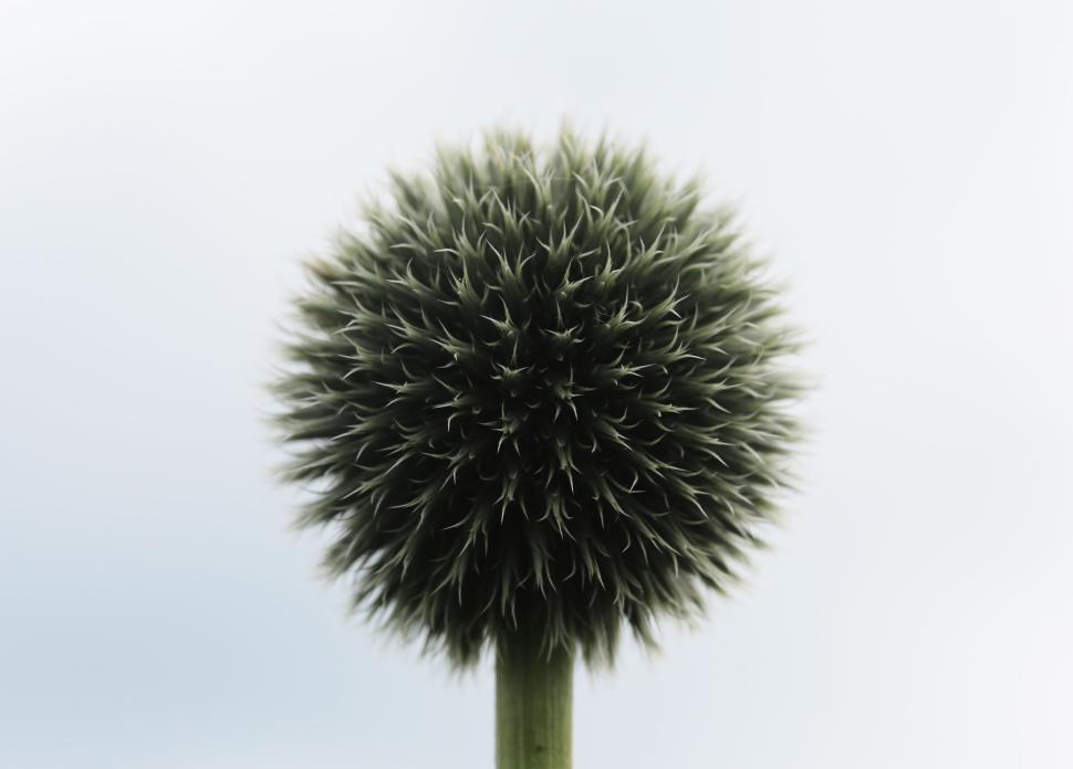 Free Image of Close-up of a round, spiky flower against a clear, pale sky background 