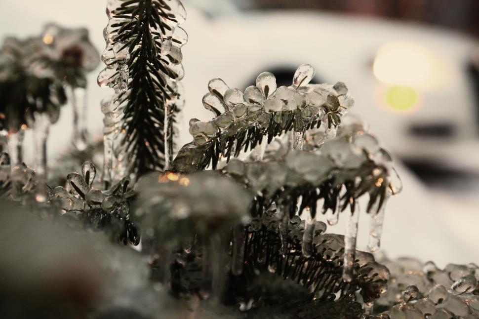 Free Image of Frozen tree branches with ice on a cold winter day 