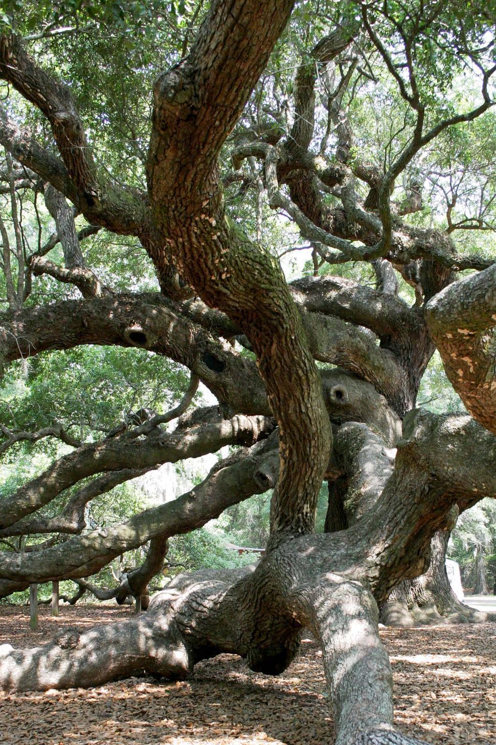 Free Image of Dense Cluster of Trees in Forest 