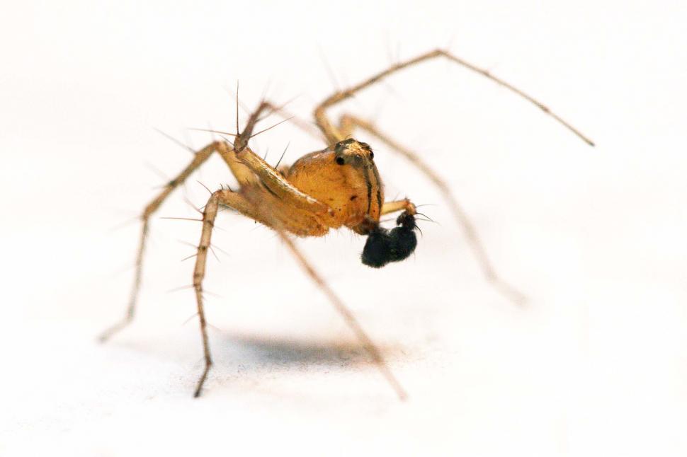 Free Image of Macro shot of spider 
