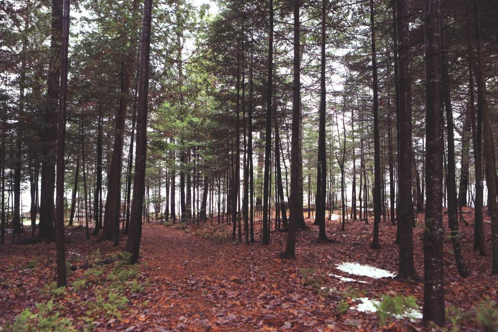 Free Image of Forest path with scattered leaves on the ground in a pine forest 