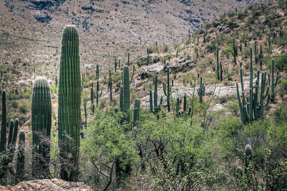 Free Image of Vast Sonoran Desert landscape with tall cacti and hills of greenery 