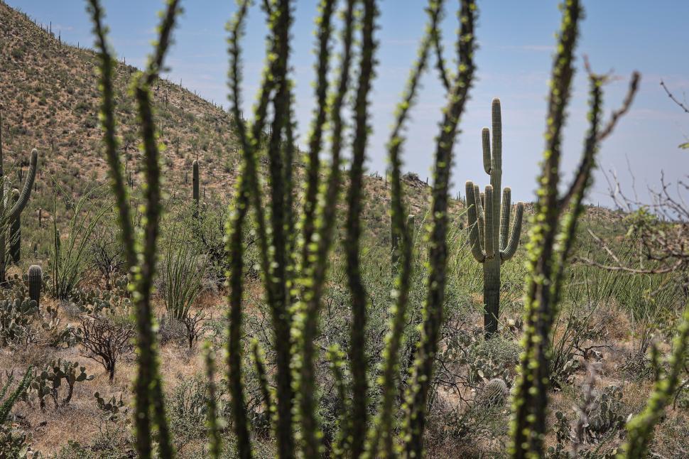 Free Image of Lush desert scenery with a Saguaro cactus focus framed by ocotillo 