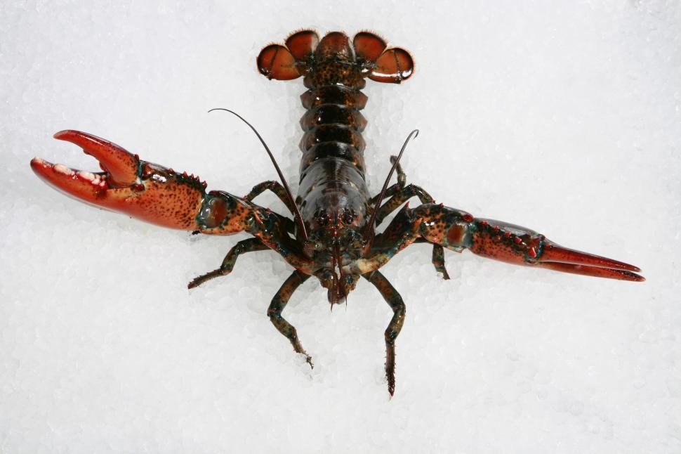 Free Image of Fresh lobster on ice showcasing vibrant colors and detail in claws 