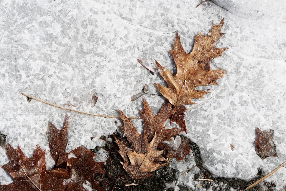 Free Image of Frozen winter leaves on icy ground, displaying nature s autumn remains. 