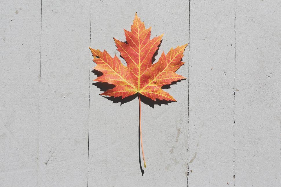 Free Image of Vibrant fall maple leaf lying on a pale wooden surface in autumn 