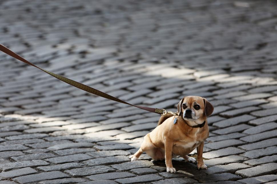 Free Image of Small dog on cobblestone street standing with leash connected to it. 