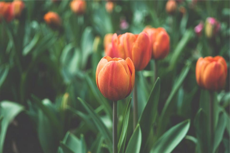 Free Image of Close-up of vibrant orange tulips blooming in a lush green garden. 