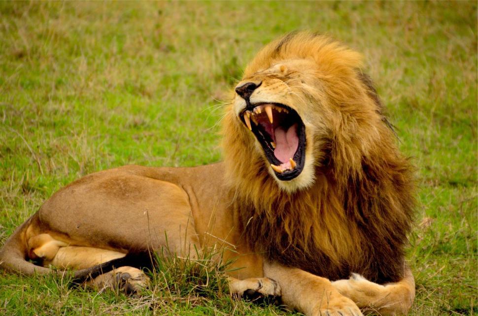 Free Image of Majestic lion yawning on the grassland showcasing its sharp teeth 