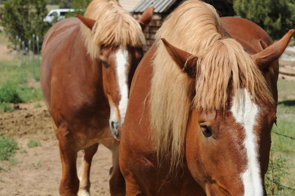 Free Image of Horses 