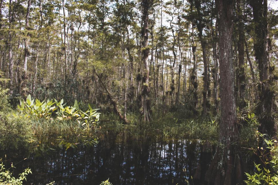 Free Image of Tranquil forest scene with a reflective pond hidden in trees 