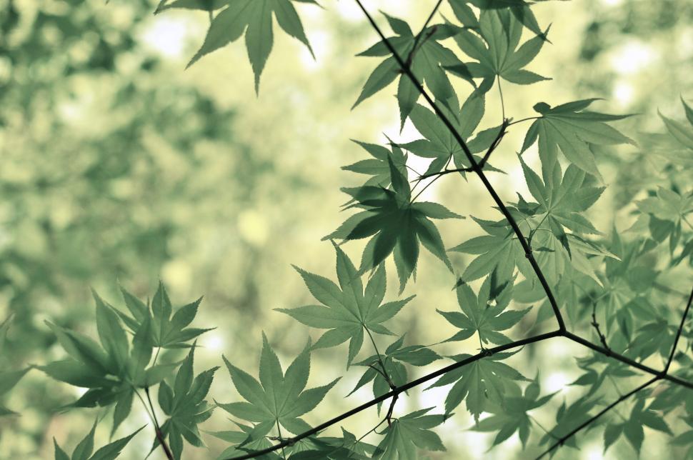 Free Image of Green leaves of a maple tree branch stretched across a soft focus 