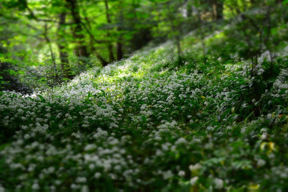 Free Image of Lush green forest floor covered in delicate white blooming flowers. 