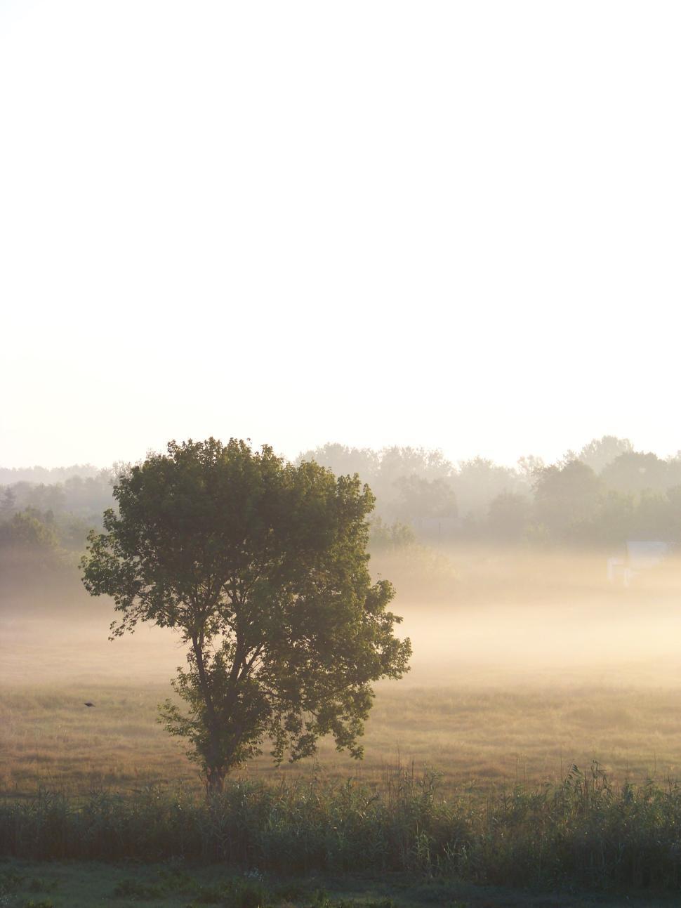 Free Image of Solitary tree in a misty field during early morning with sunlight 
