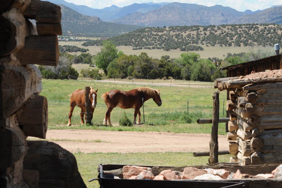 Free Image of Horses 