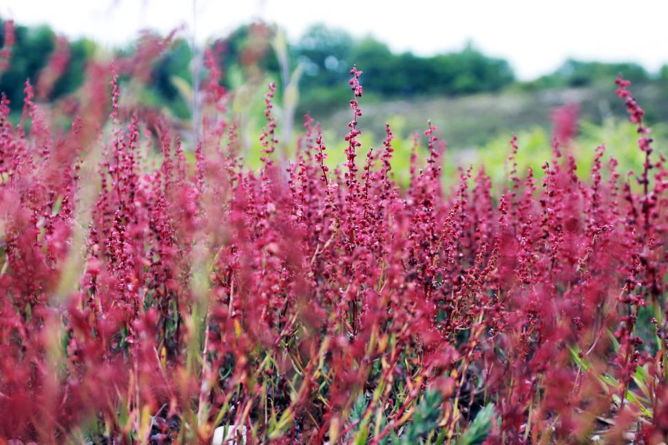 Free Image of Abundant cluster of tall red flowering plants in a green field 