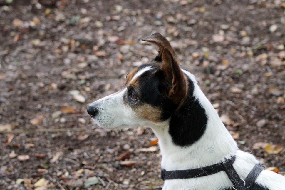 Free Image of Side profile of a dog with a black and white coat in forest 