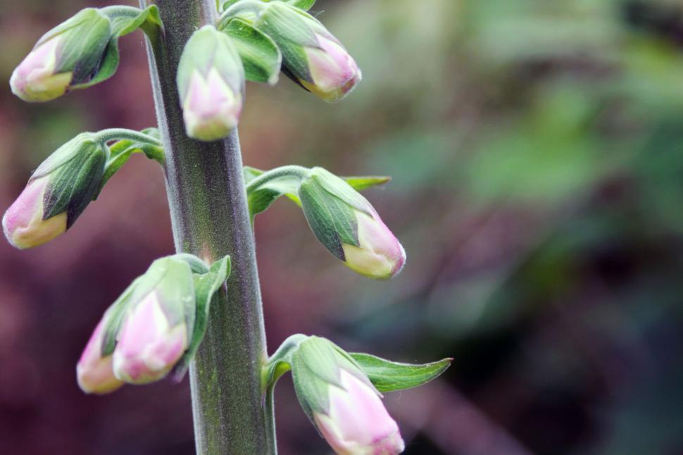 Free Image of Close-up of flower buds on a stem, ready to bloom in nature 