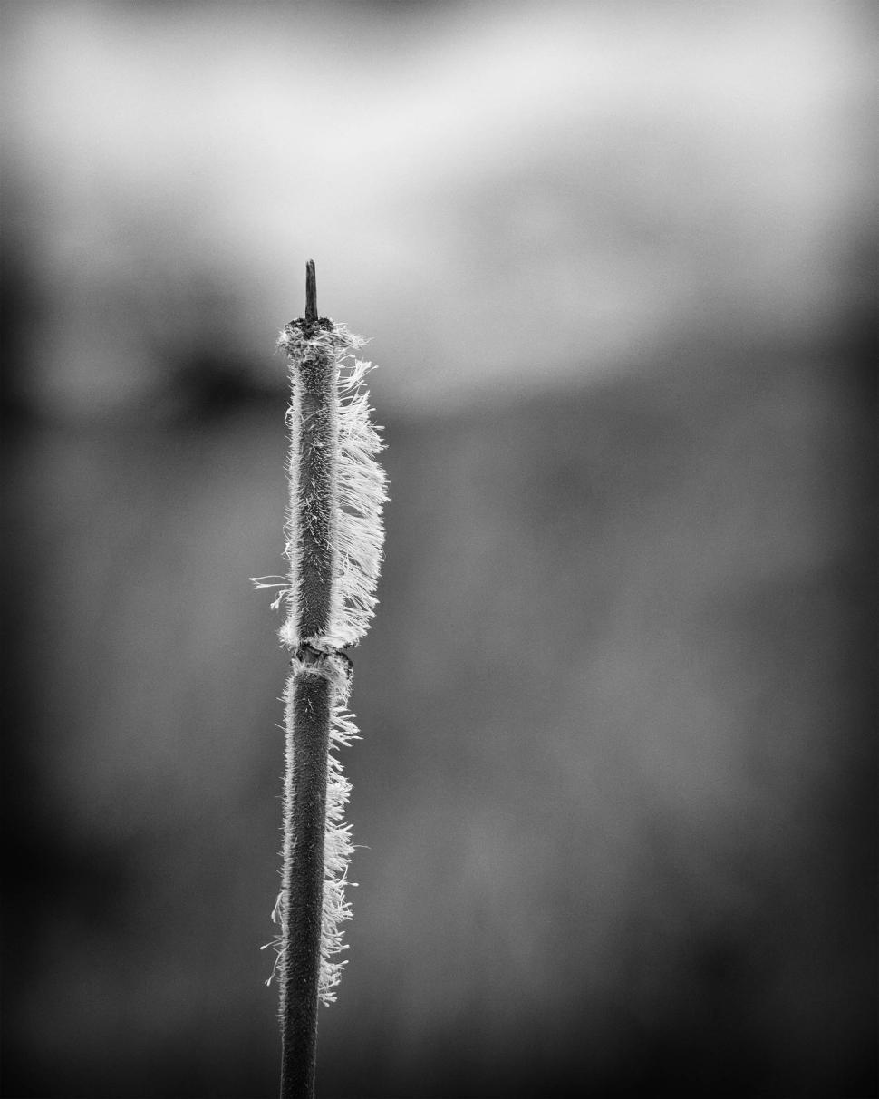 Free Image of Cattail 