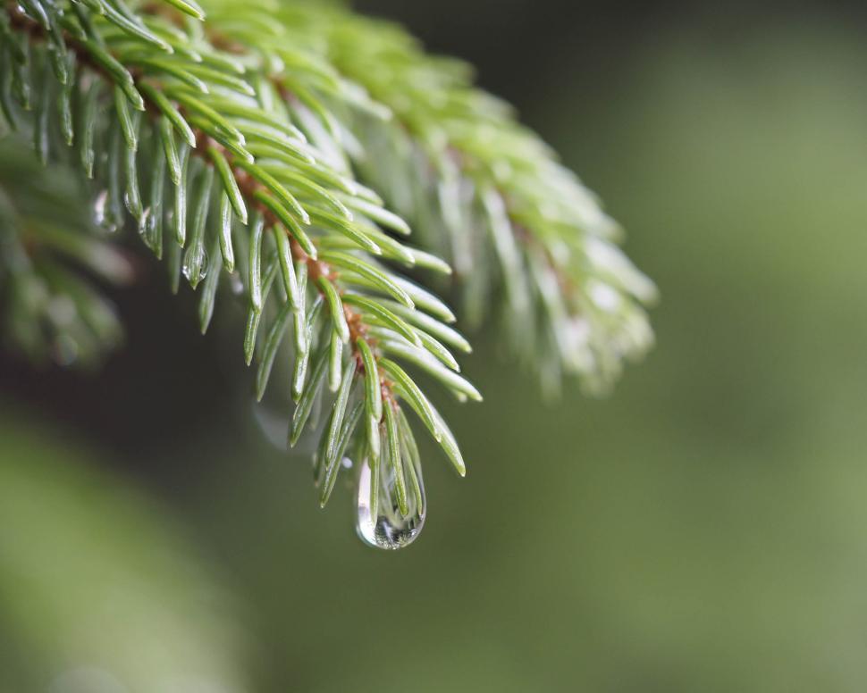 Free Image of Water droplet 
