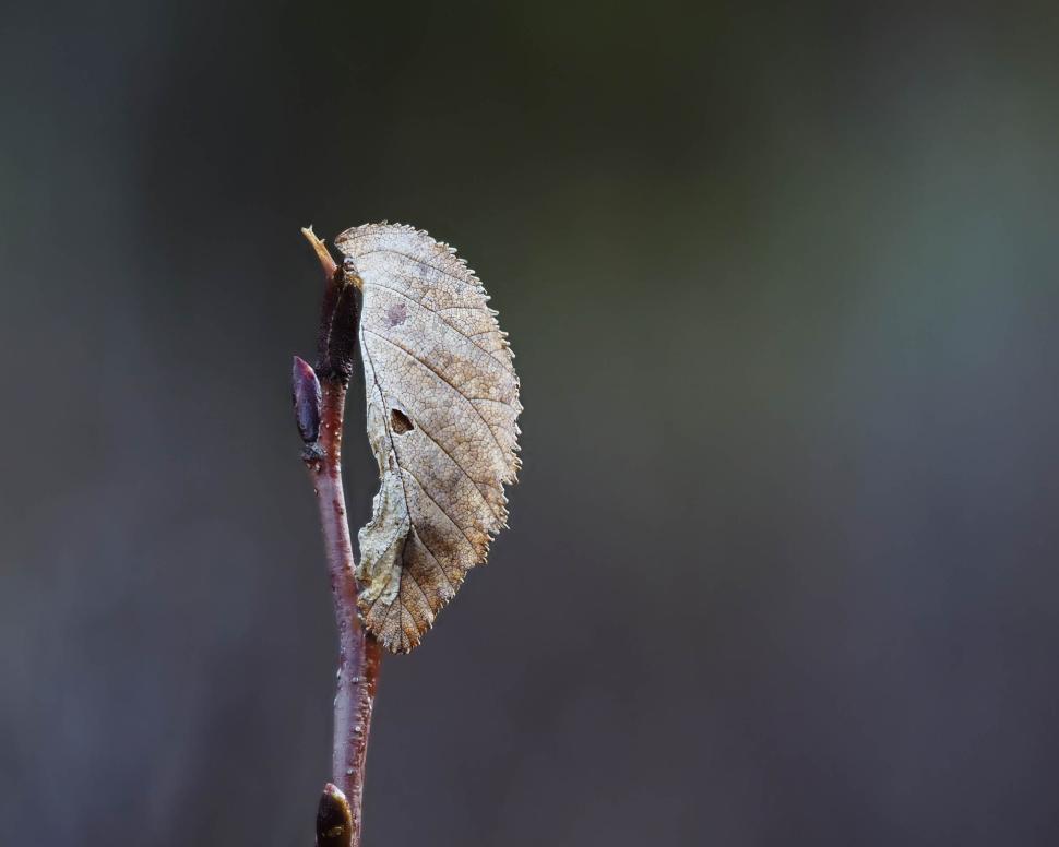 Free Image of Dead leaf 