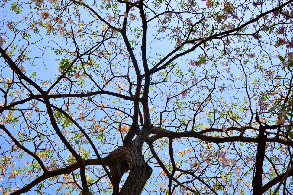 Free Image of A beautiful view of tree branches against a clear blue sky 