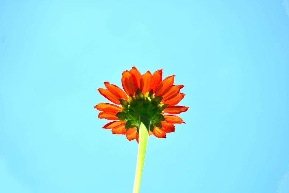 Free Image of A view of a vibrant orange flower against a clear blue sky 
