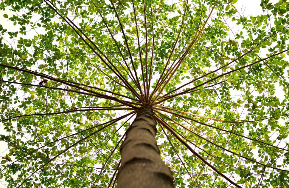 Free Image of A symmetrical view looking up a tree with bright green leaves 