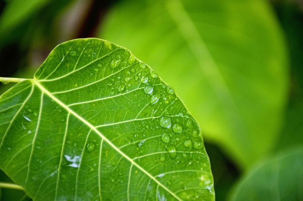 Free Image of Close-up of green leaf with water droplets showing freshness 