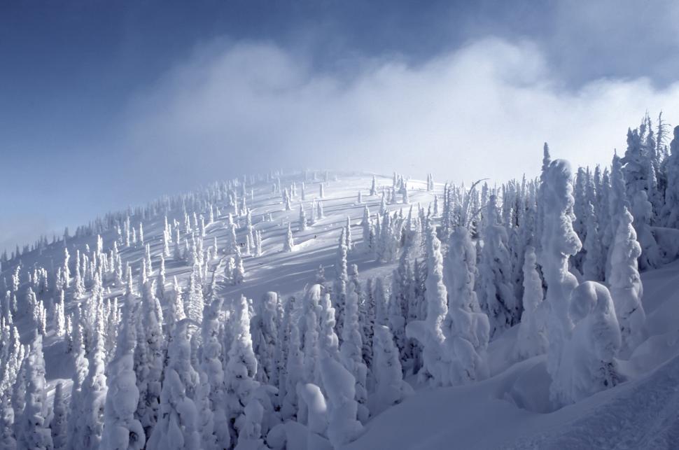 Free Image of Snow-covered winter forest landscape with snow-laden evergreen trees 
