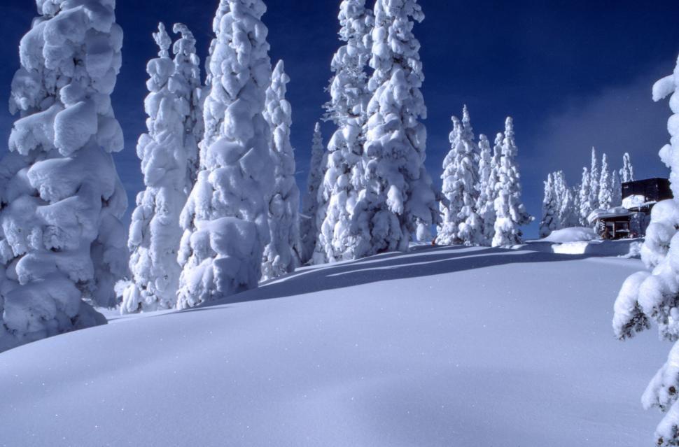 Free Image of Snow-covered trees in a snowy landscape under a clear blue sky 