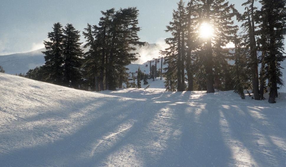 Free Image of Snow-covered trees on a serene sunny winter day 