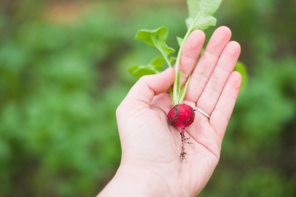 Free Image of Hand holding freshly harvested radish with leaves and soil. 