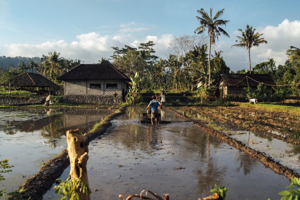 Free Image of Serene rural farming scene with farmer in rice paddies at sunrise 