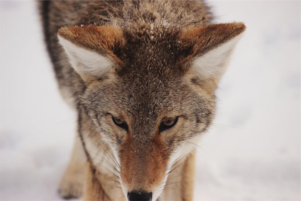 Free Image of Close-up of a coyote s face with intense focus in a snowy field 