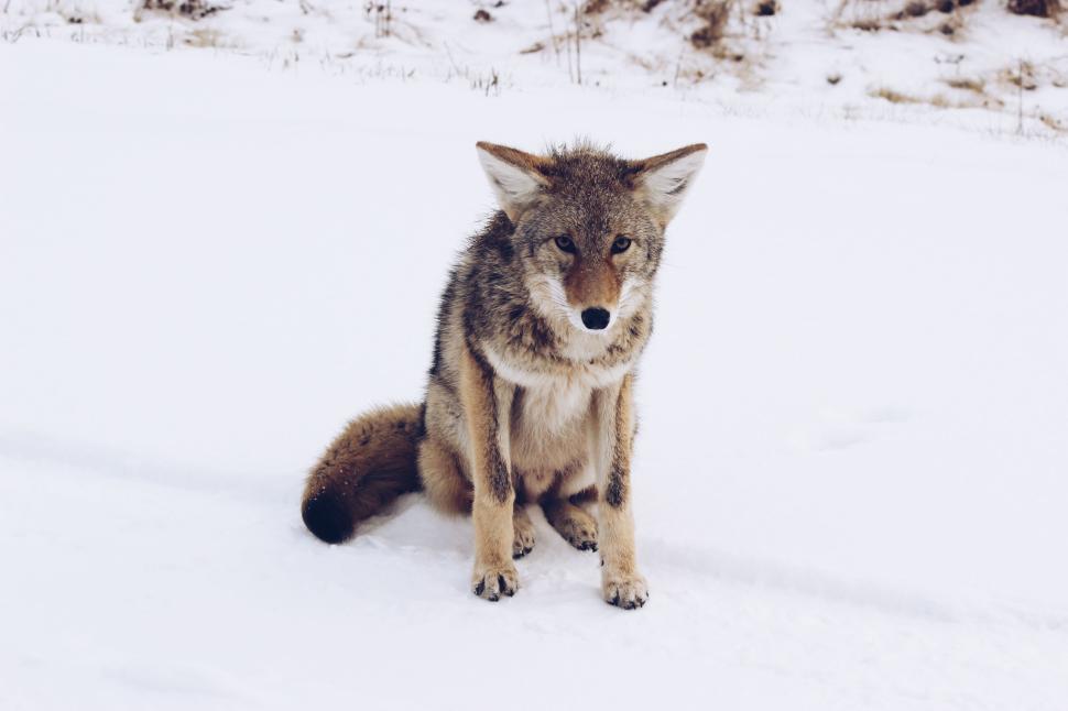 Free Image of A lone coyote sits in the snow looking directly at the camera 