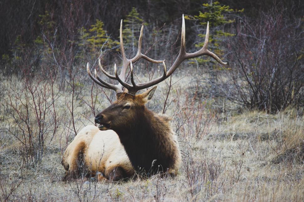 Free Image of Elk with large antlers resting on a dry grass field in the wild 