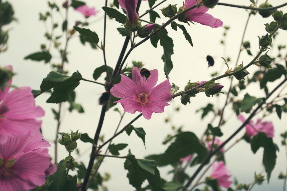 Free Image of Close-up of pink flowers with soft green leaves outdoors 