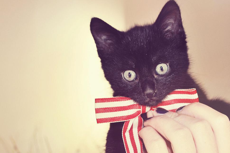 Free Image of Black kitten with a striped red bow tie held by a person s hand. 