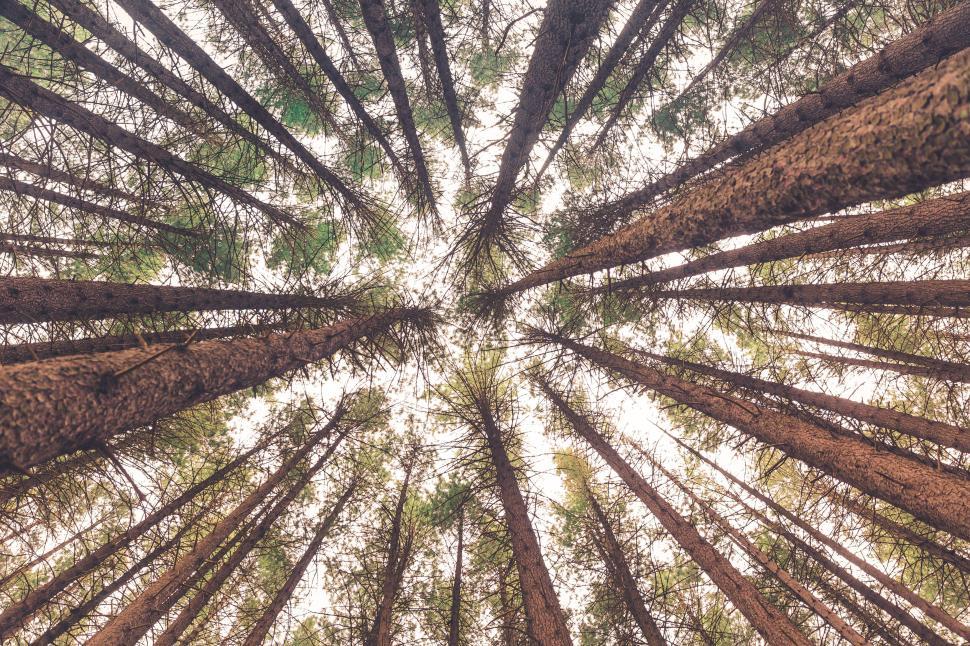 Free Image of Looking up at tall trees in a dense forest with a sky background. 