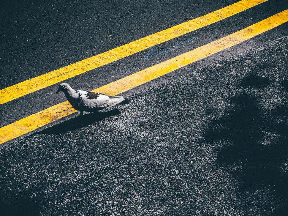 Free Image of Single pigeon walking on road next to bright yellow traffic lines 