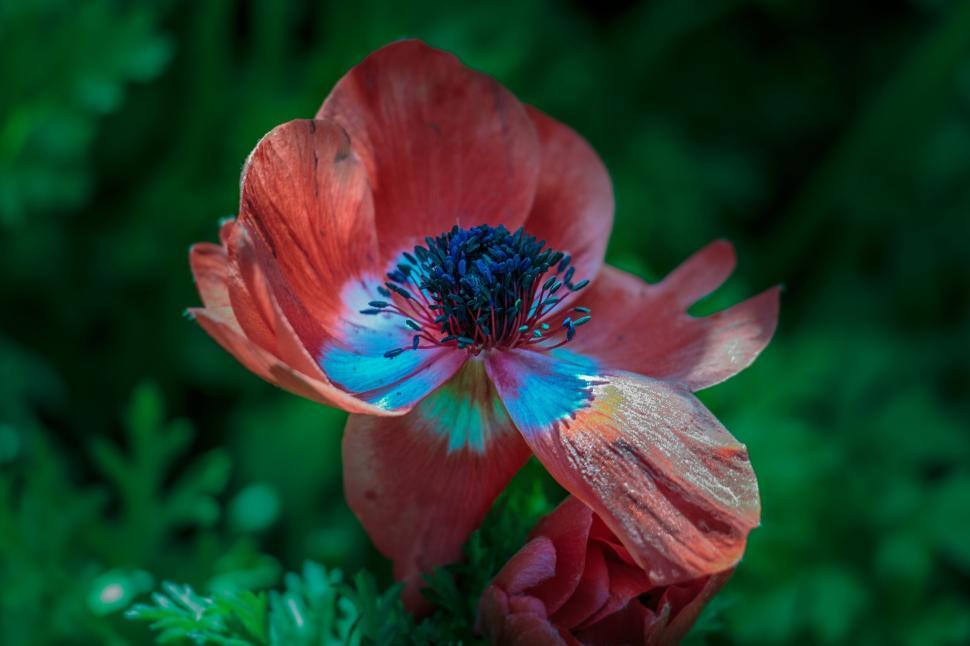 Free Image of Close-up of a colorful flower with detailed center focus 