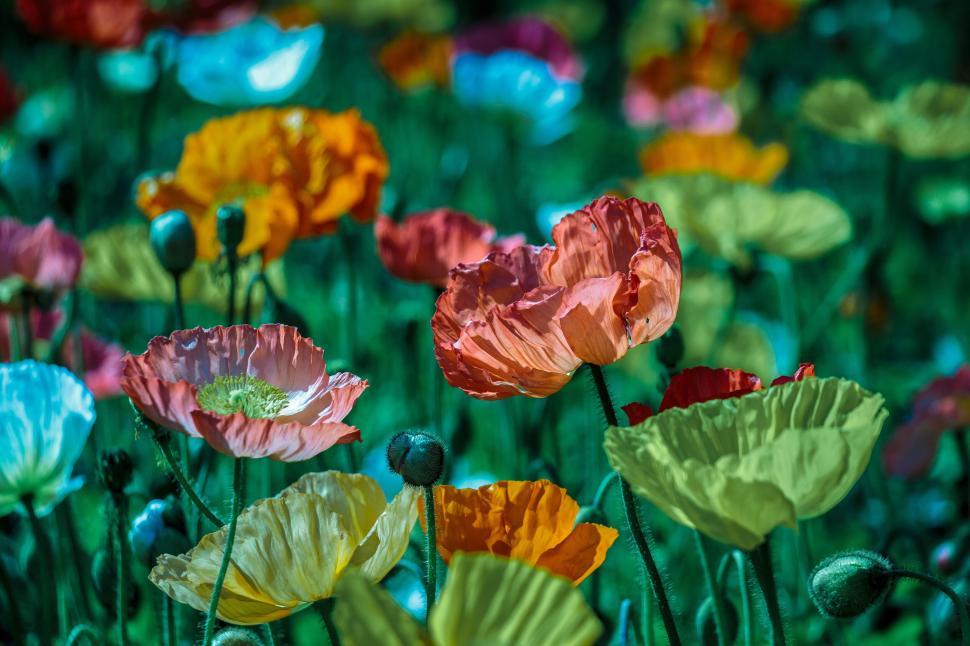 Free Image of Field of colorful flowers in full bloom on a spring day 