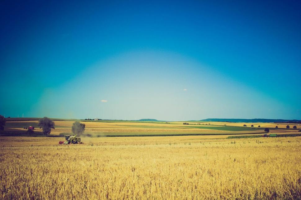 Free Image of Expansive golden wheat fields under a vast blue sky with a tractor. 