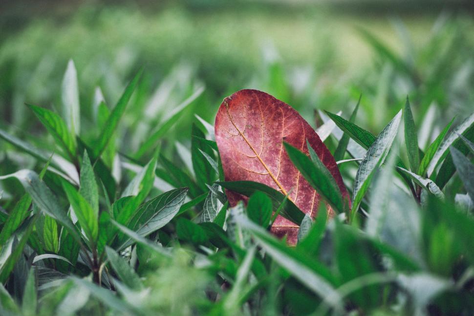 Free Image of Closeup of a single red autumn leaf amidst lush green foliage 