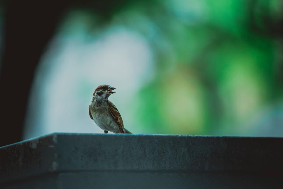 Free Image of Close-up of a small bird perched on a ledge with soft bokeh background. 