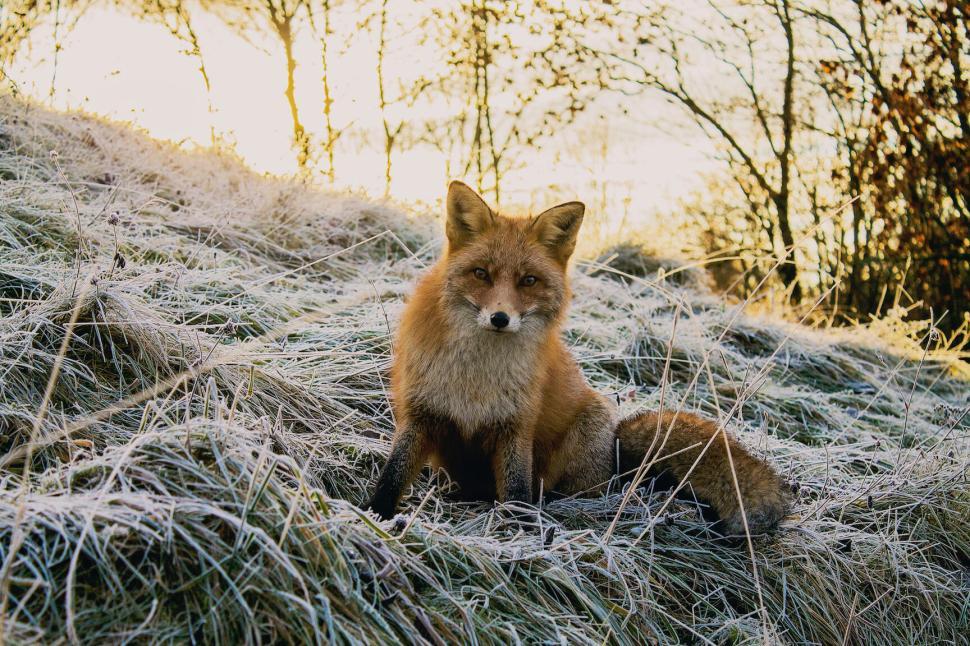 Free Image of Wild fox sitting on frosty grass in a sunlit wintry landscape. 