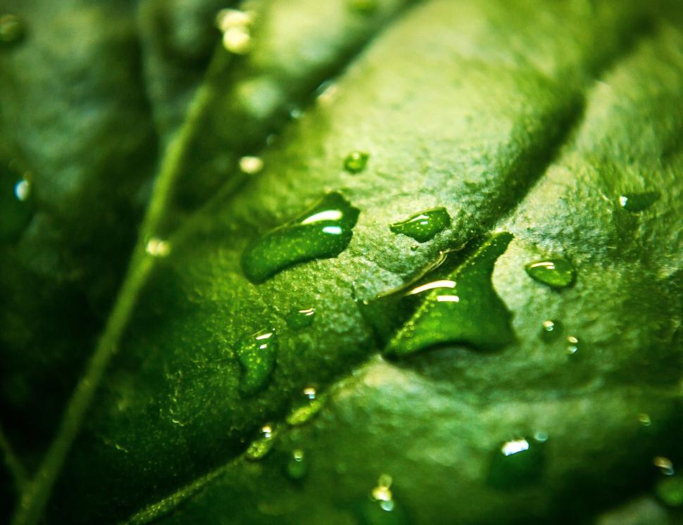 Free Image of Detailed macro photo of a green leaf with water droplets on it. 