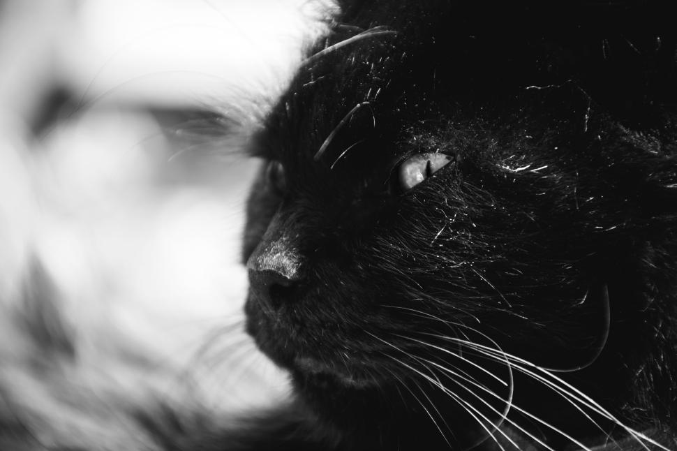 Free Image of Black and white shot of a black cat s face with focused whiskers 